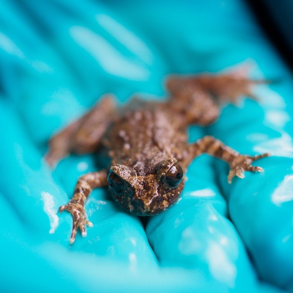 Hamilton Zoo's Hochstetter's frog